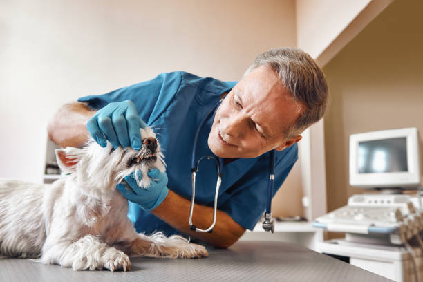 Best Pediatric Emergency Dentist in North Bonneville, WA